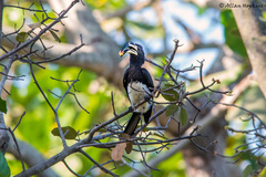 Lophoceros fasciatus