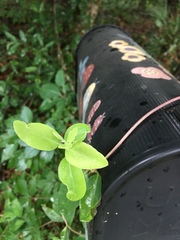 Lonicera sempervirens