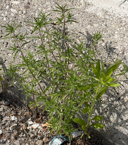 Satureja hortensis, photograph 5
