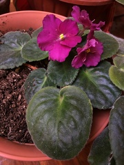 Streptocarpus ionanthus