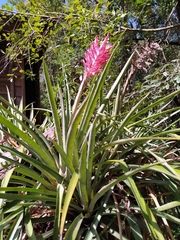 Aechmea distichantha