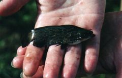 Wood Catfish photo 2