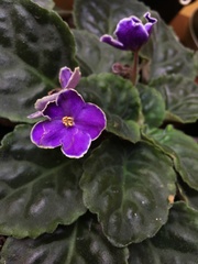 Streptocarpus ionanthus
