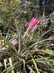 Aechmea distichantha