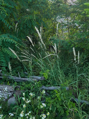 Siberian Melicgrass
