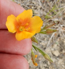 Linum berlandieri