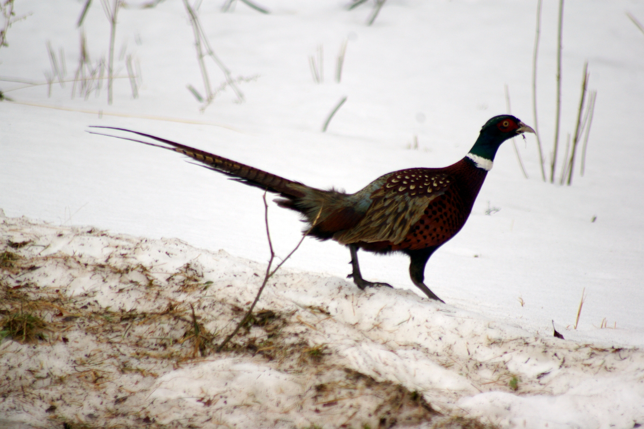Common Pheasant