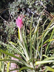Aechmea distichantha