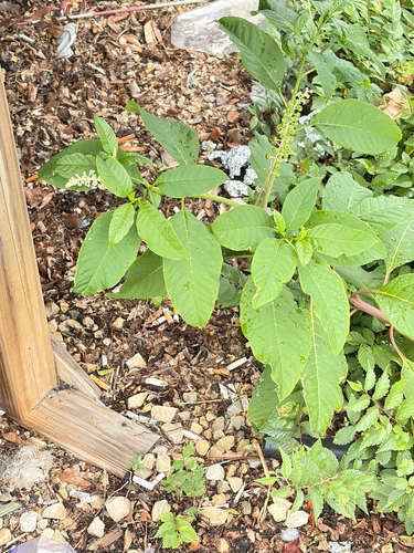 American pokeweed