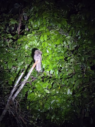 Rufous Nightjar (Antrostomus rufus)