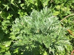 Artemisia vulgaris
