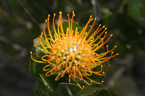 Leucospermum praecox Rourke