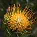 Mossel Bay Pincushion - Photo (c) René Hodges, some rights reserved (CC BY-NC), uploaded by René Hodges