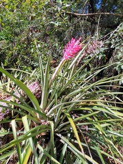 Aechmea distichantha