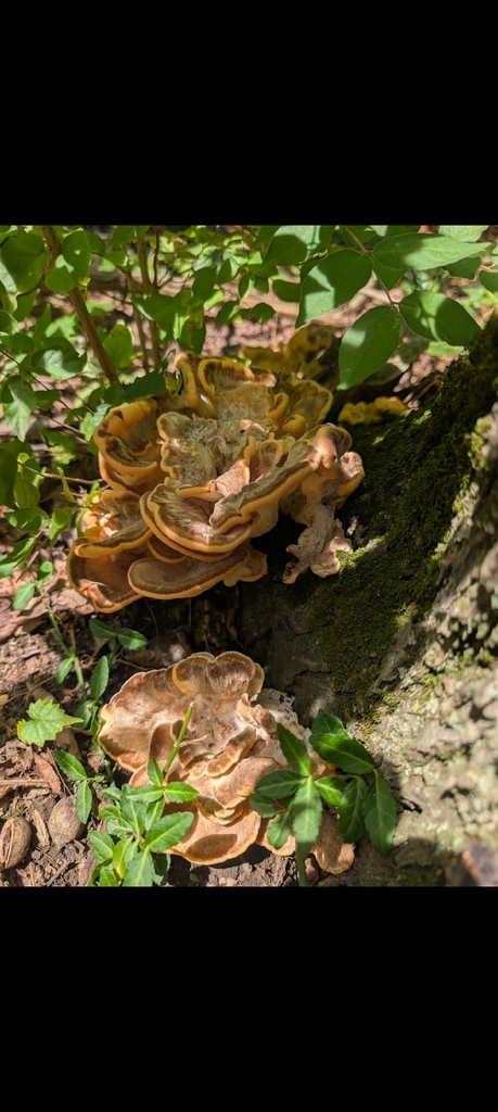 Black-staining Polypore · June 2026 · photo: Photo: (c) Tribal Wolfe, some rights reserved (CC BY) · iNaturalist