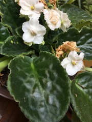 Streptocarpus ionanthus