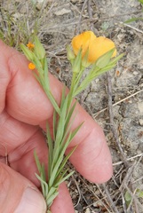 Linum berlandieri