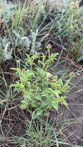 upright prairie coneflower