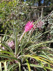 Aechmea distichantha