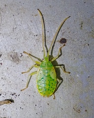 Urostylididae