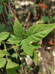 Solanum appendiculatum