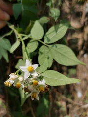 Solanum appendiculatum