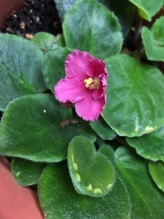 Streptocarpus ionanthus