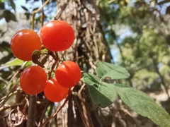 Solanum appendiculatum