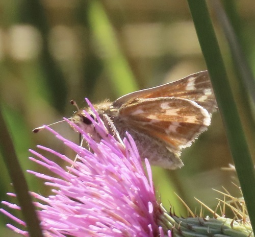 Lindsey's Skipper photo 4