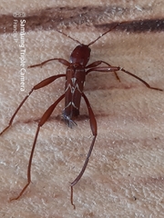 Neoclytus