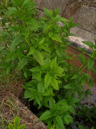 European water-horehound