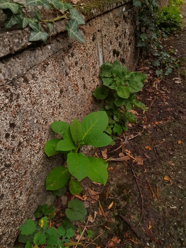 Indian Pokeweed