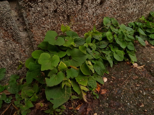 Siberian bugloss