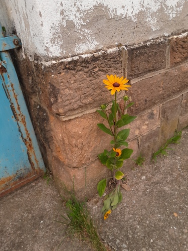 black-eyed Susan