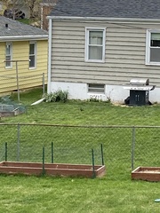 Quiscalus quiscula versicolor