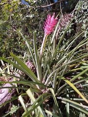 Aechmea distichantha