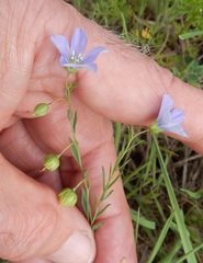 Linum pratense