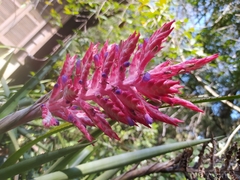 Aechmea distichantha