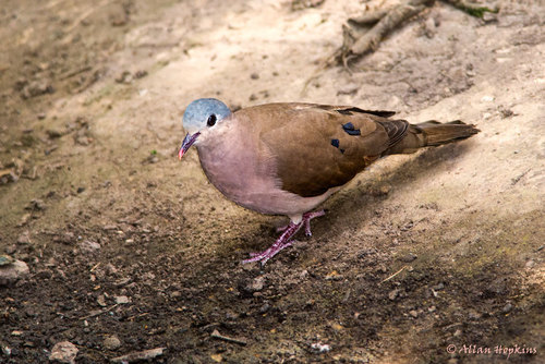 Blue-spotted Wood-Dove