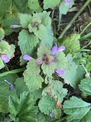 Lamium purpureum