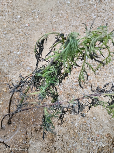 Ambrosia tenuifolia