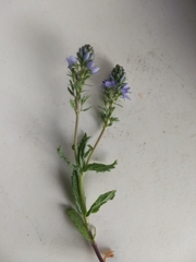 Veronica austriaca
