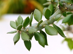 Quiabentia verticillata