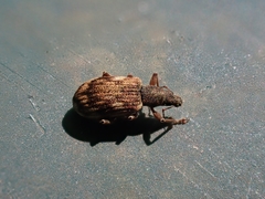 Polydrusus tereticollis