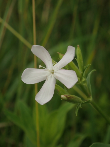 common soapwort