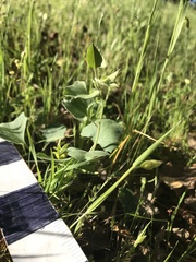 Calystegia subacaulis