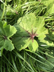 Malva sylvestris
