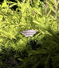 Chiasmia rectistriaria