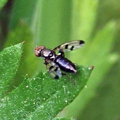 Geomyza tripunctata