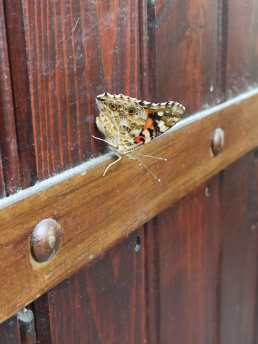 Painted Lady